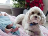 Preparing Your Dog to Meet Your&nbsp;Baby